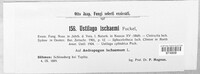 Sphacelotheca ischaemi image